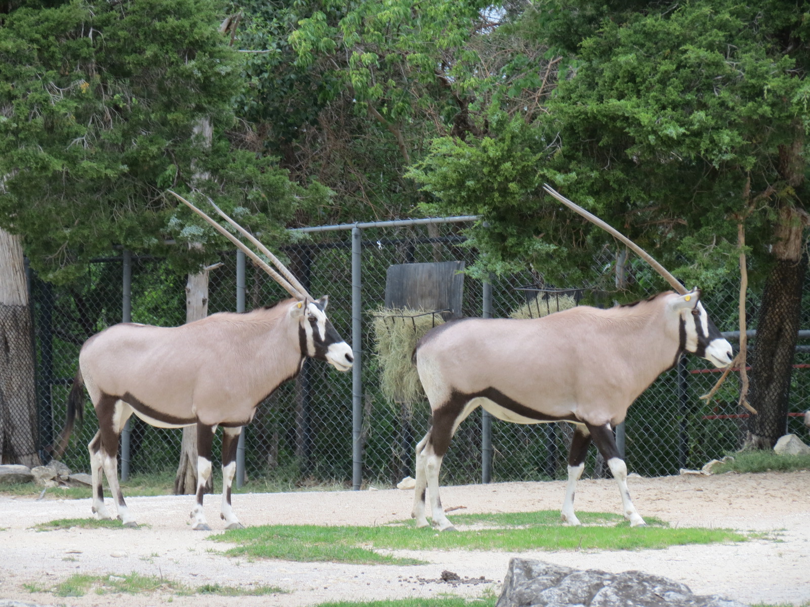 Wilds of Africa - Monorail Safari - Semi-arid Desert Exhibit for Gemsbok, A