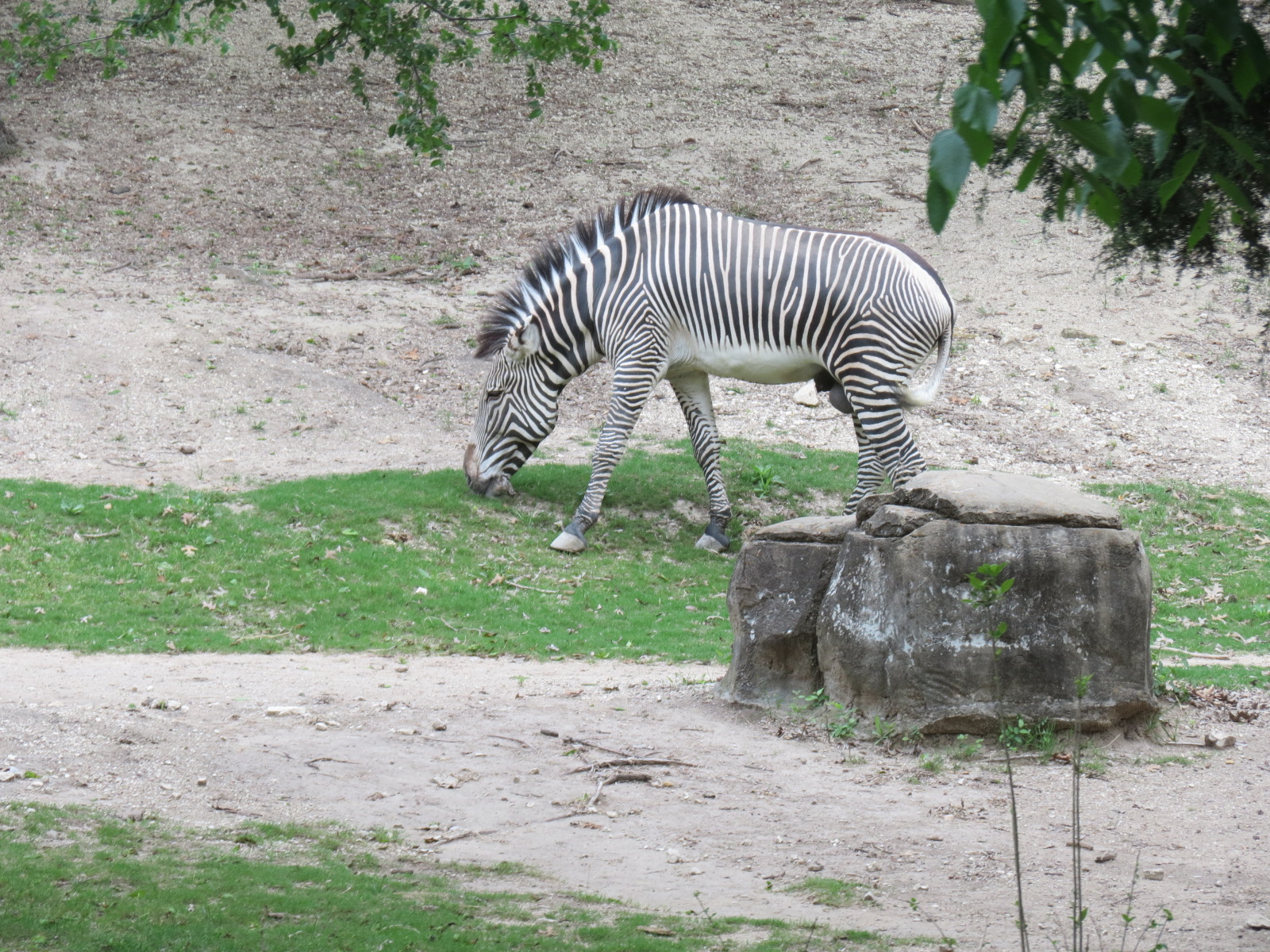 Wilds of Africa - Monorail Safari - Woodland Exhibit for Grevys Zebra