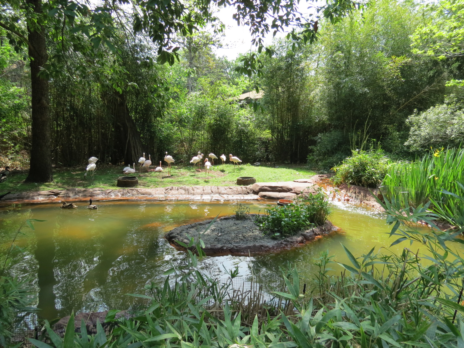 Wilds of Africa - Ndebele Plaza - Lesser Flamingo Exhibit