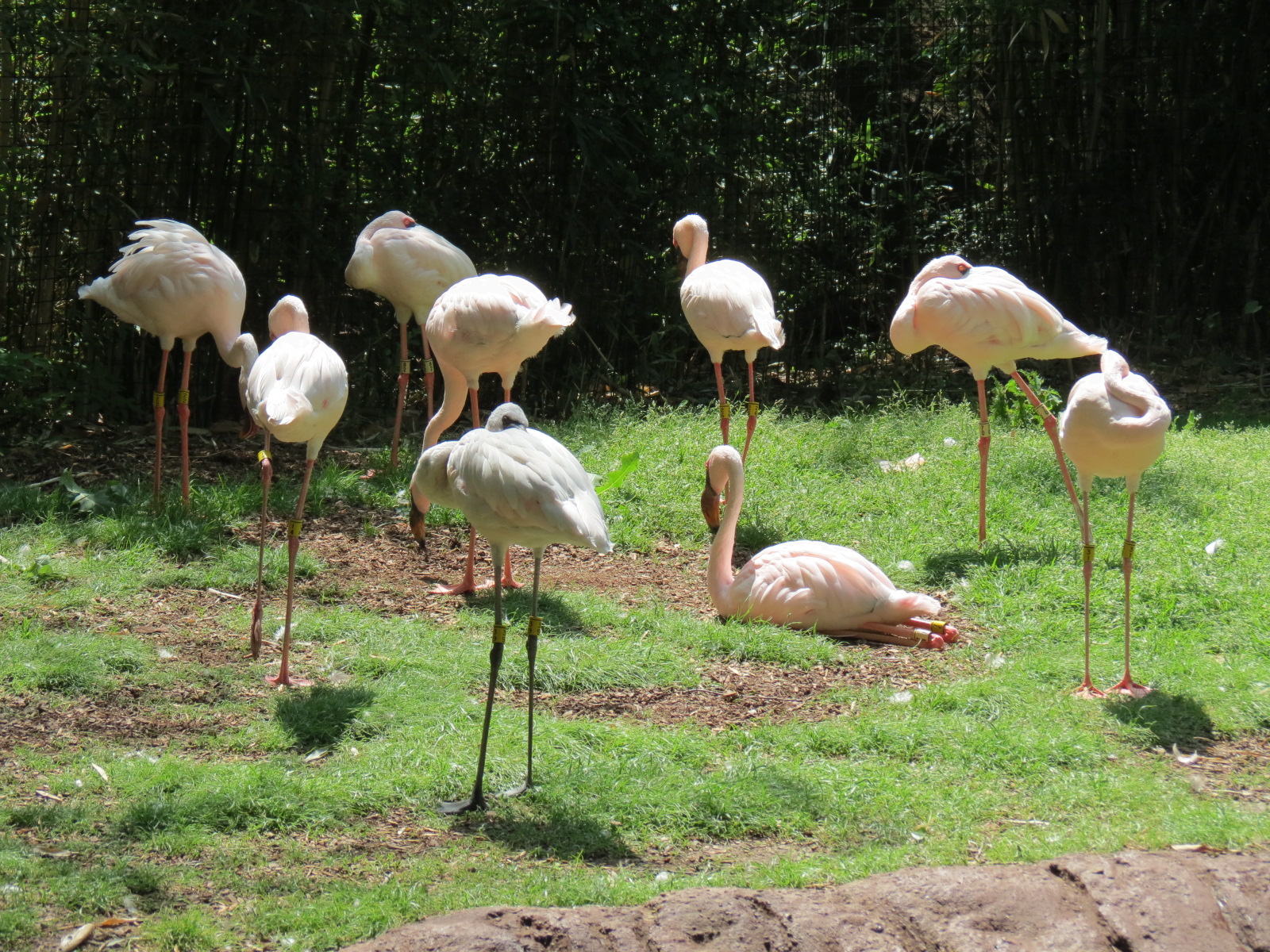 Wilds of Africa - Ndebele Plaza - Lesser Flamingo Exhibit