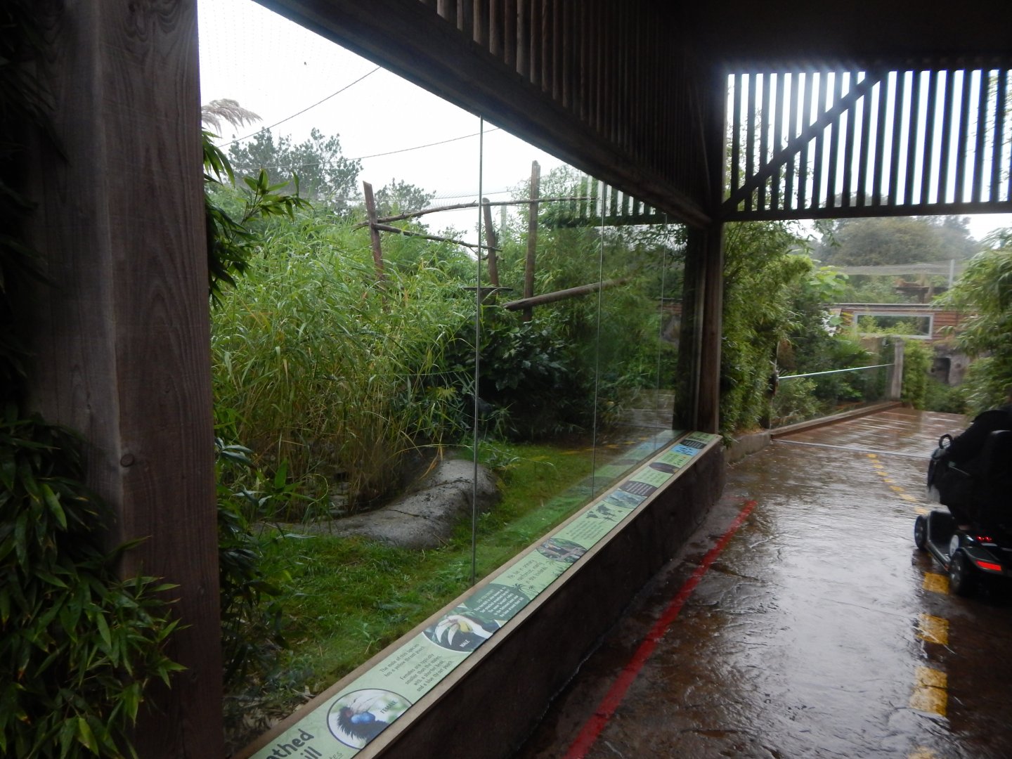 Wilds of Asia - Wreathed hornbill aviary 140921