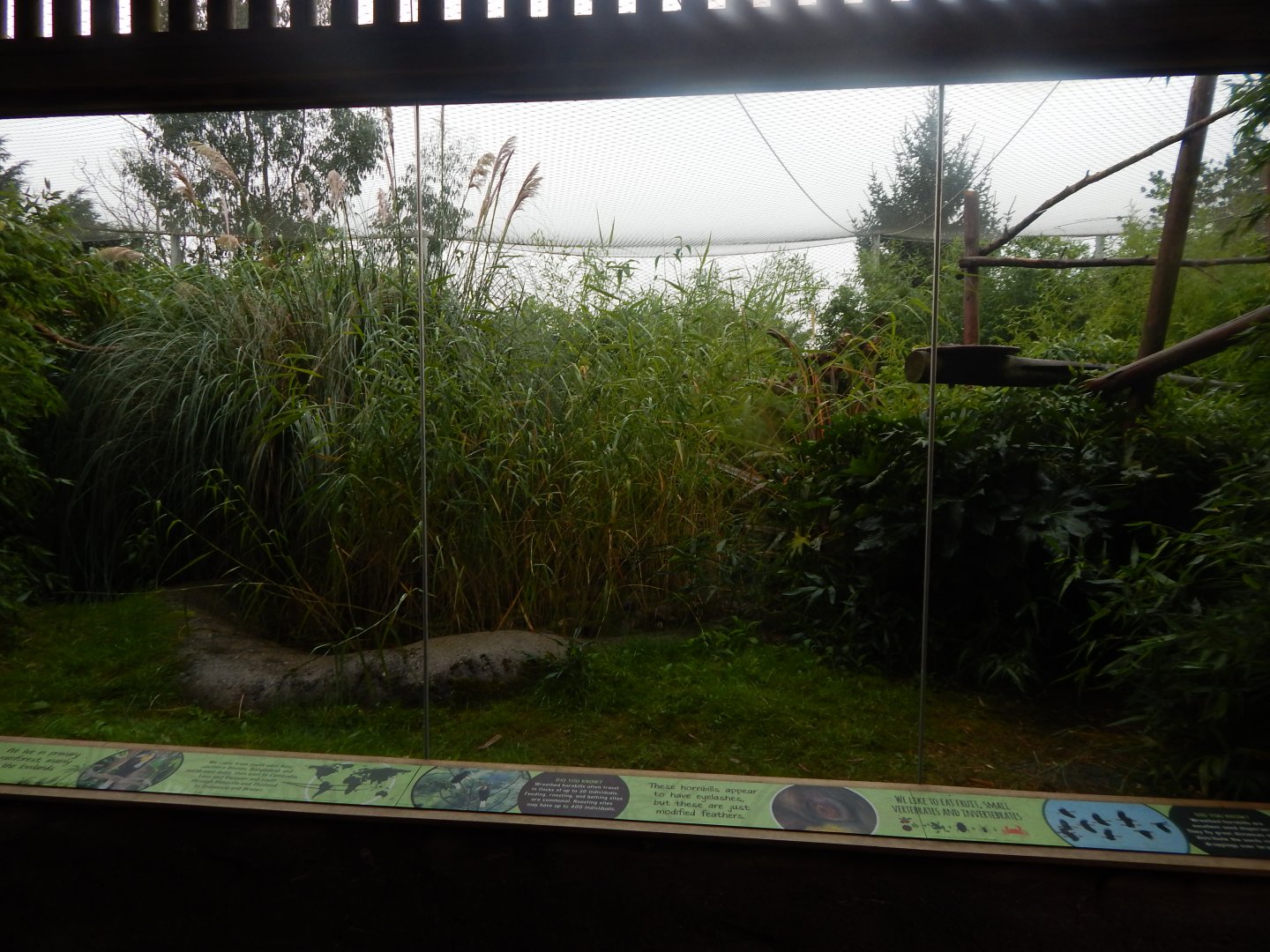 Wilds of Asia - Wreathed hornbill aviary 140921