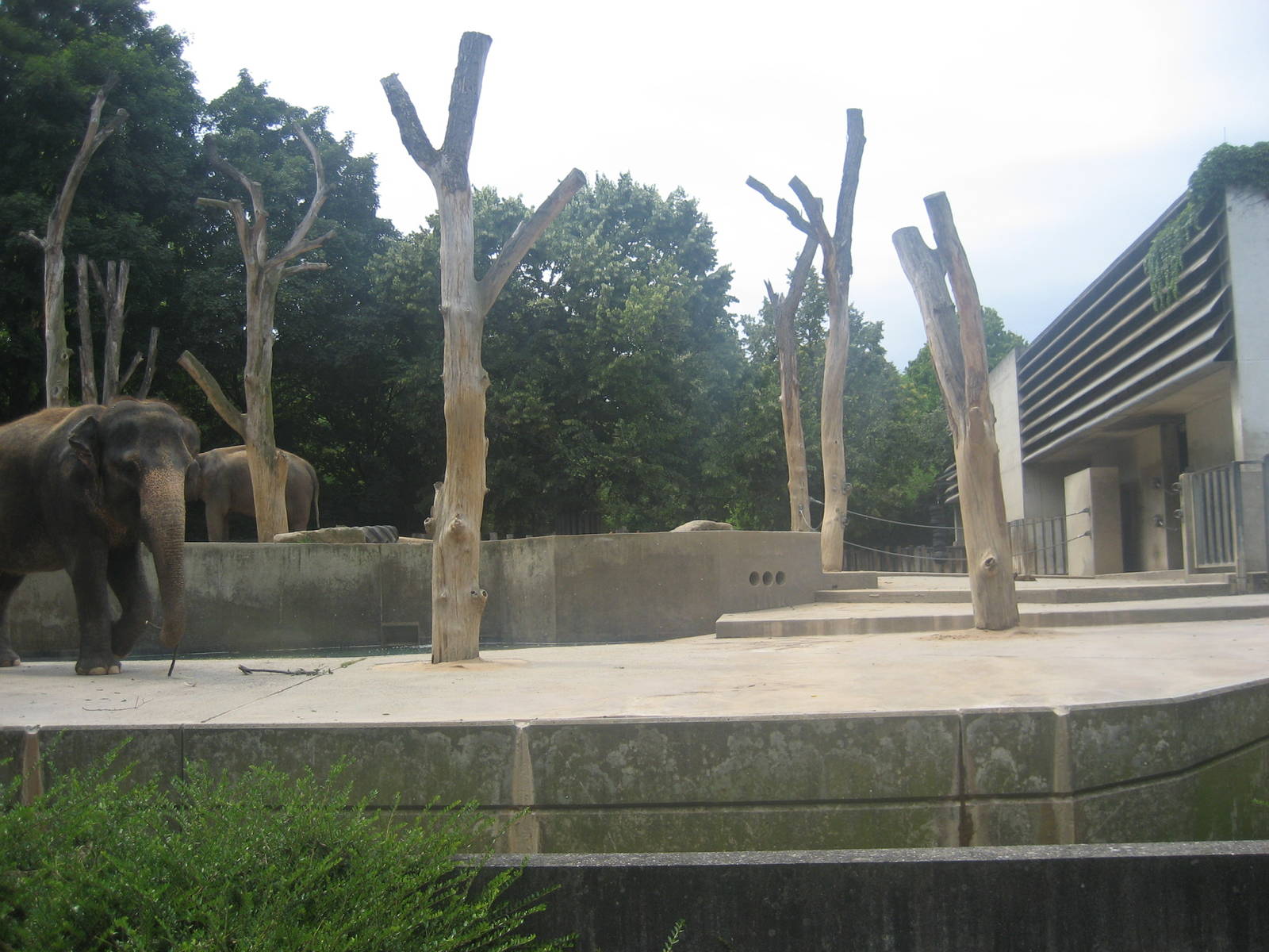 Wilhelma Zoo - Elephant exhibit