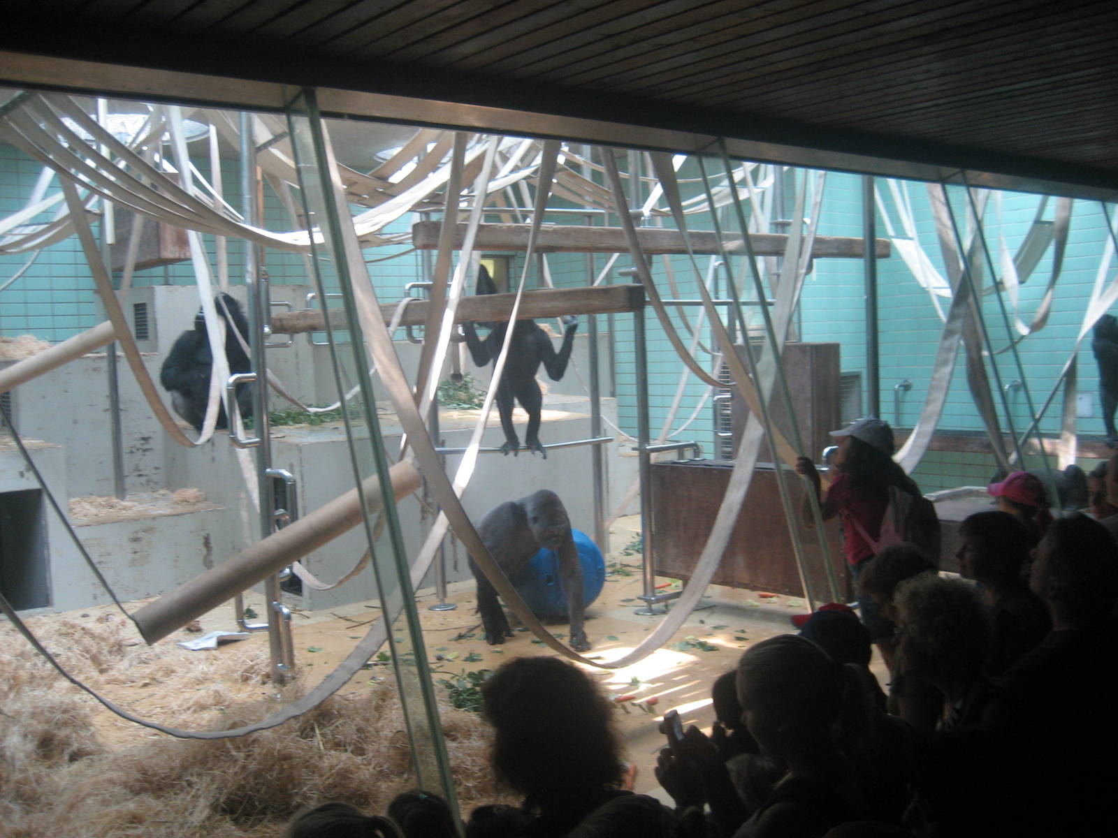 Wilhelma Zoo - Gorilla exhibit