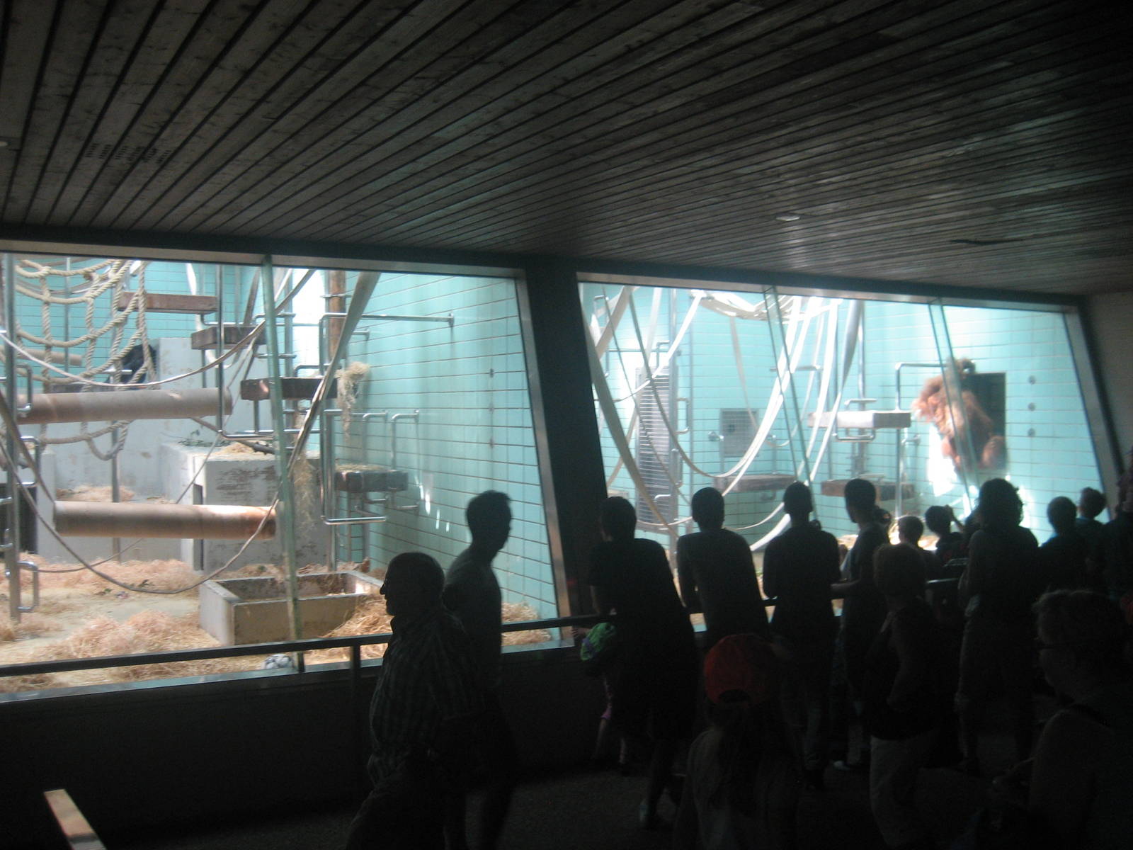 Wilhelma Zoo - Great ape house