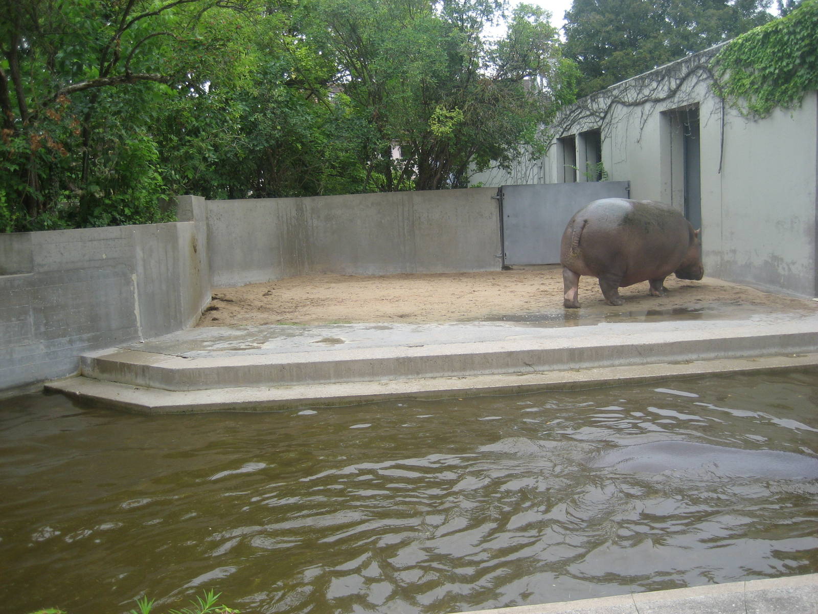 Wilhelma Zoo - Hippo exhibit