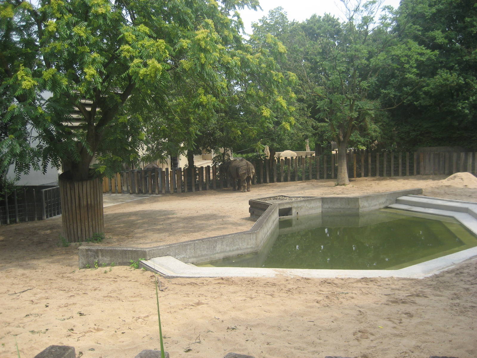 Wilhelma Zoo - Indian rhino exhibit