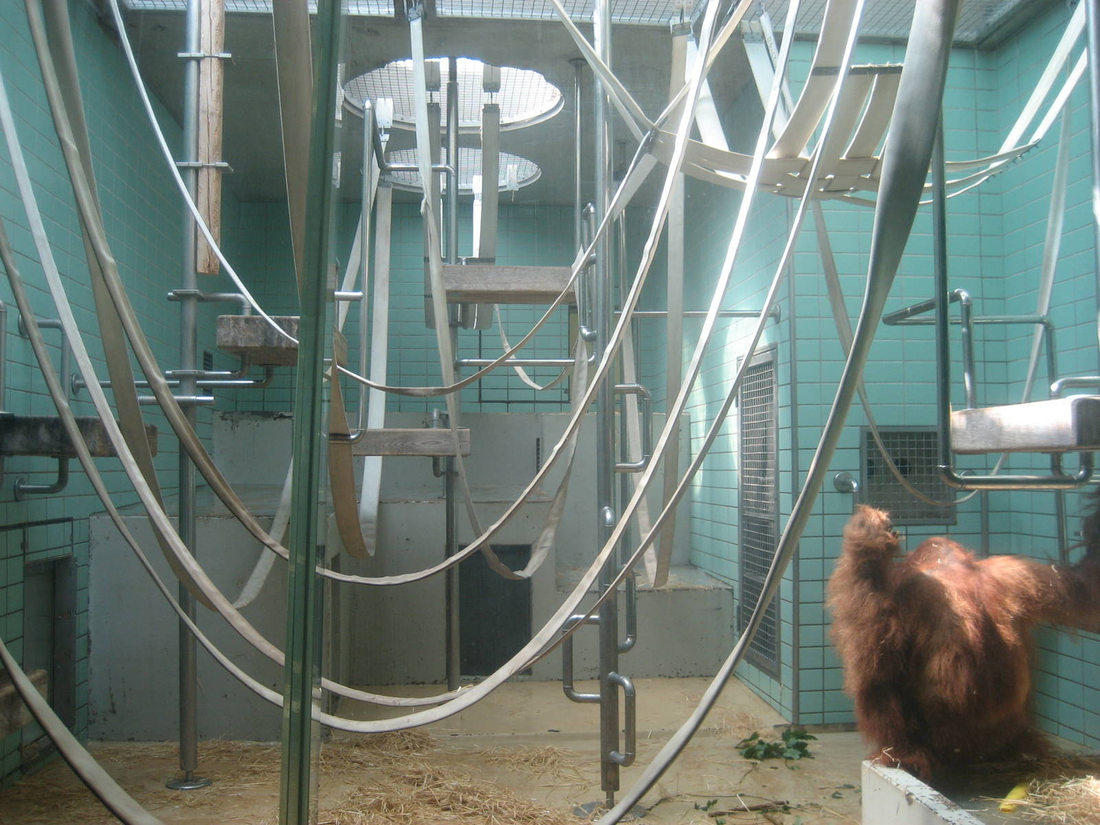 Wilhelma Zoo - Orang-utan exhibit