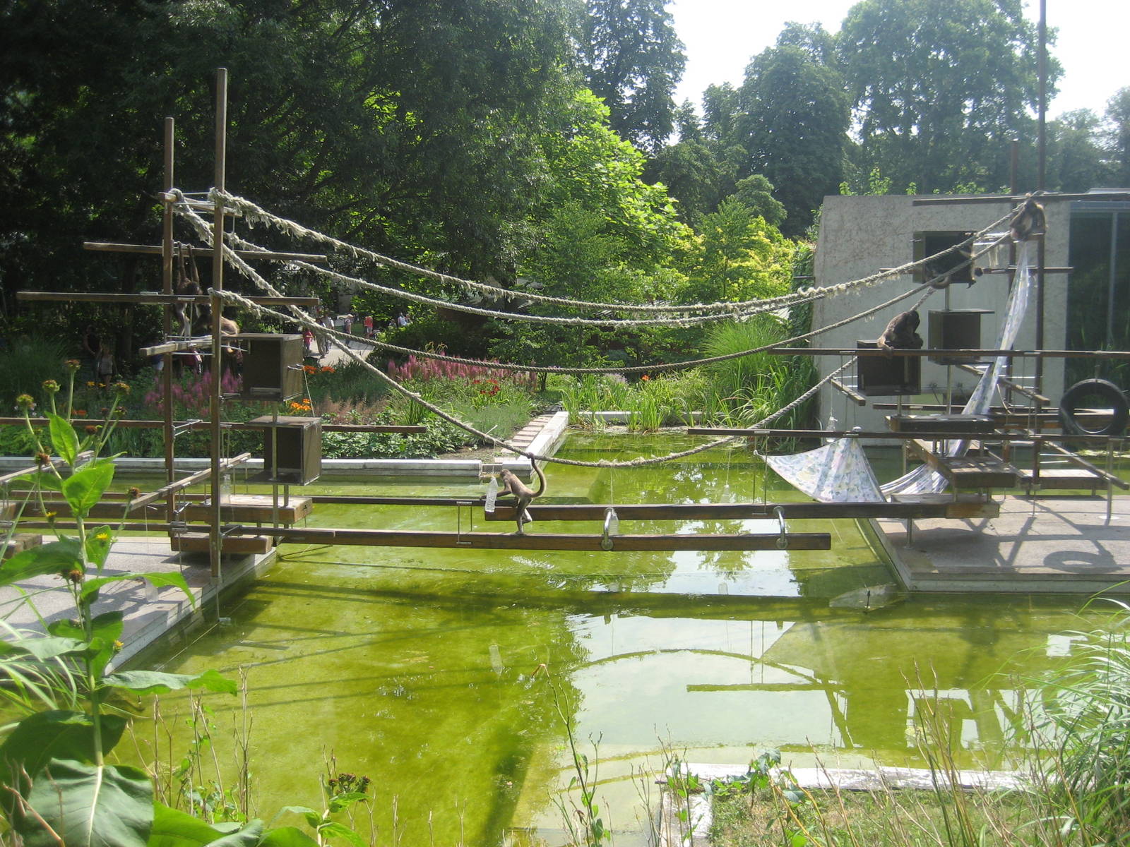 Wilhelma Zoo - Spider monkey exhibit