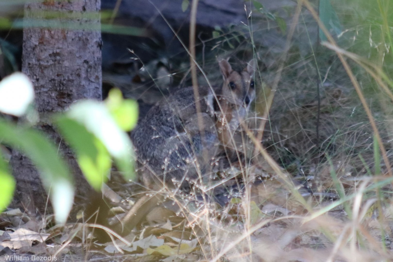 Wilkins' Rock Wallaby - Kakadu