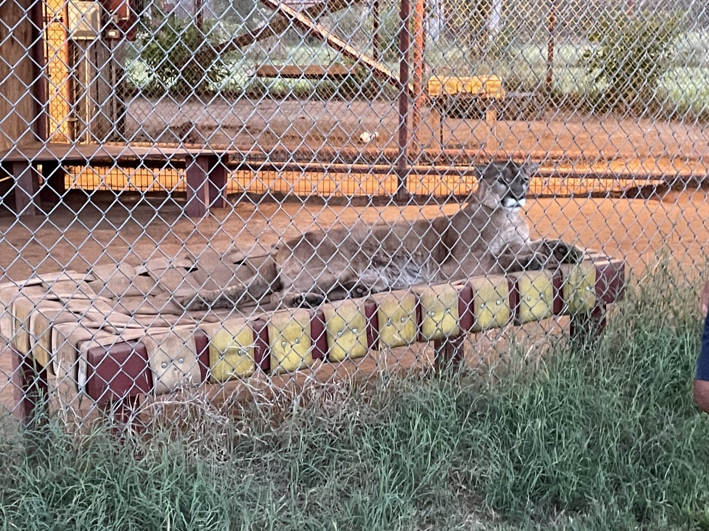 Will the Cougar laying down