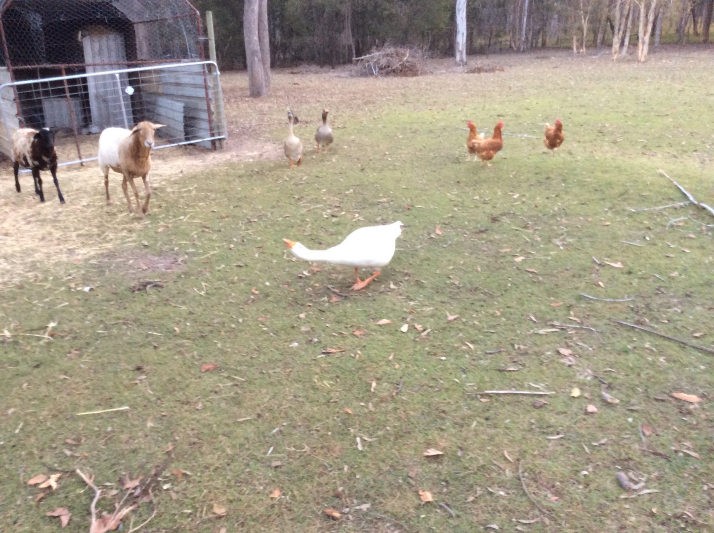 WILL YOU JUST BUGGER OFF AND STOP ATTACKING ME !!!!!!