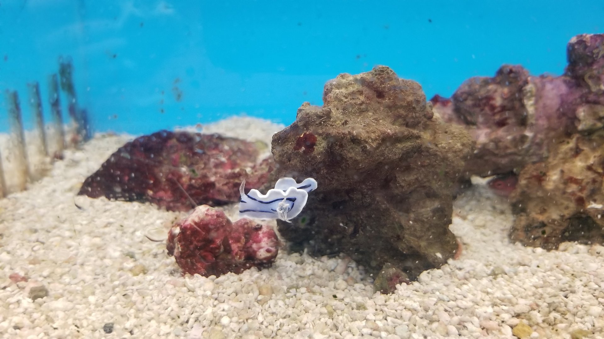 Willan's nudibranch, Chromodoris willani