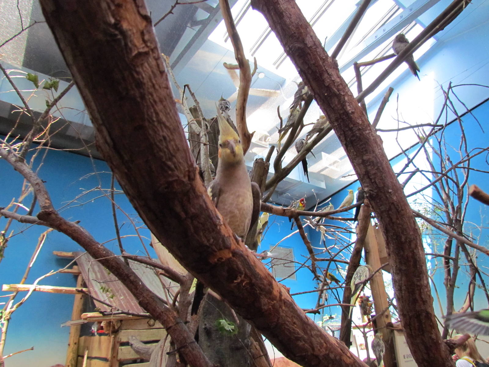 Willawong Station - Cockatiels, Budgerigars, Eastern Rosellas