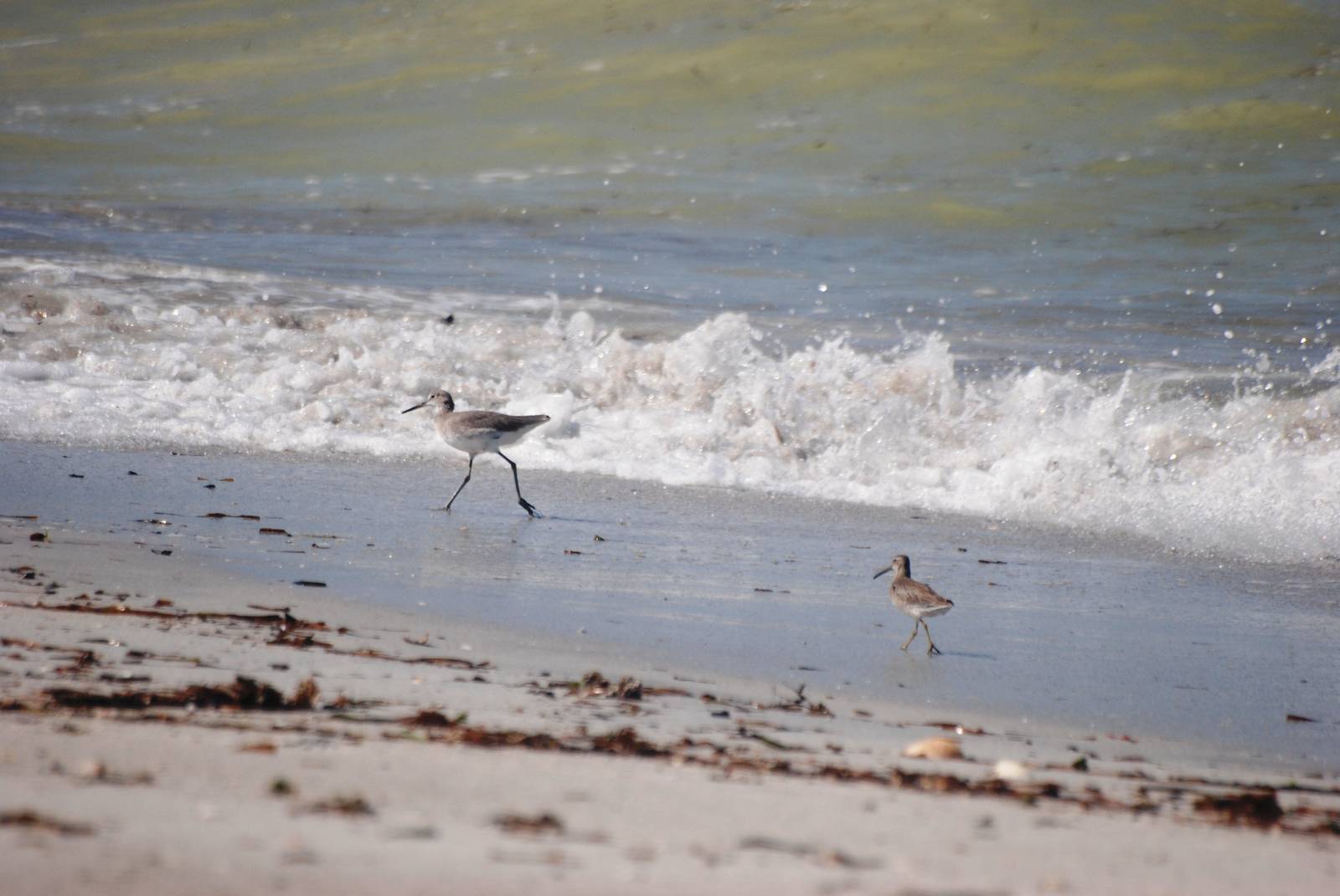 Willet and Stilt Sandpiper, Cayo Costa, October 2013