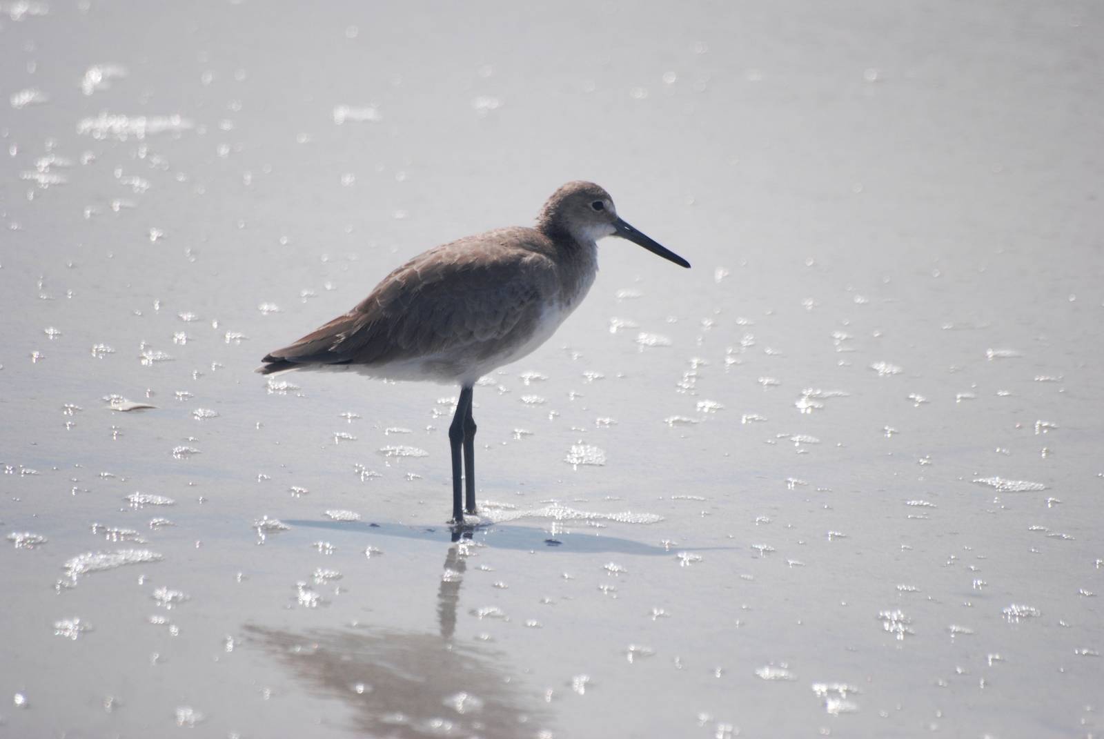 Willet, Cayo Costa, October 2013