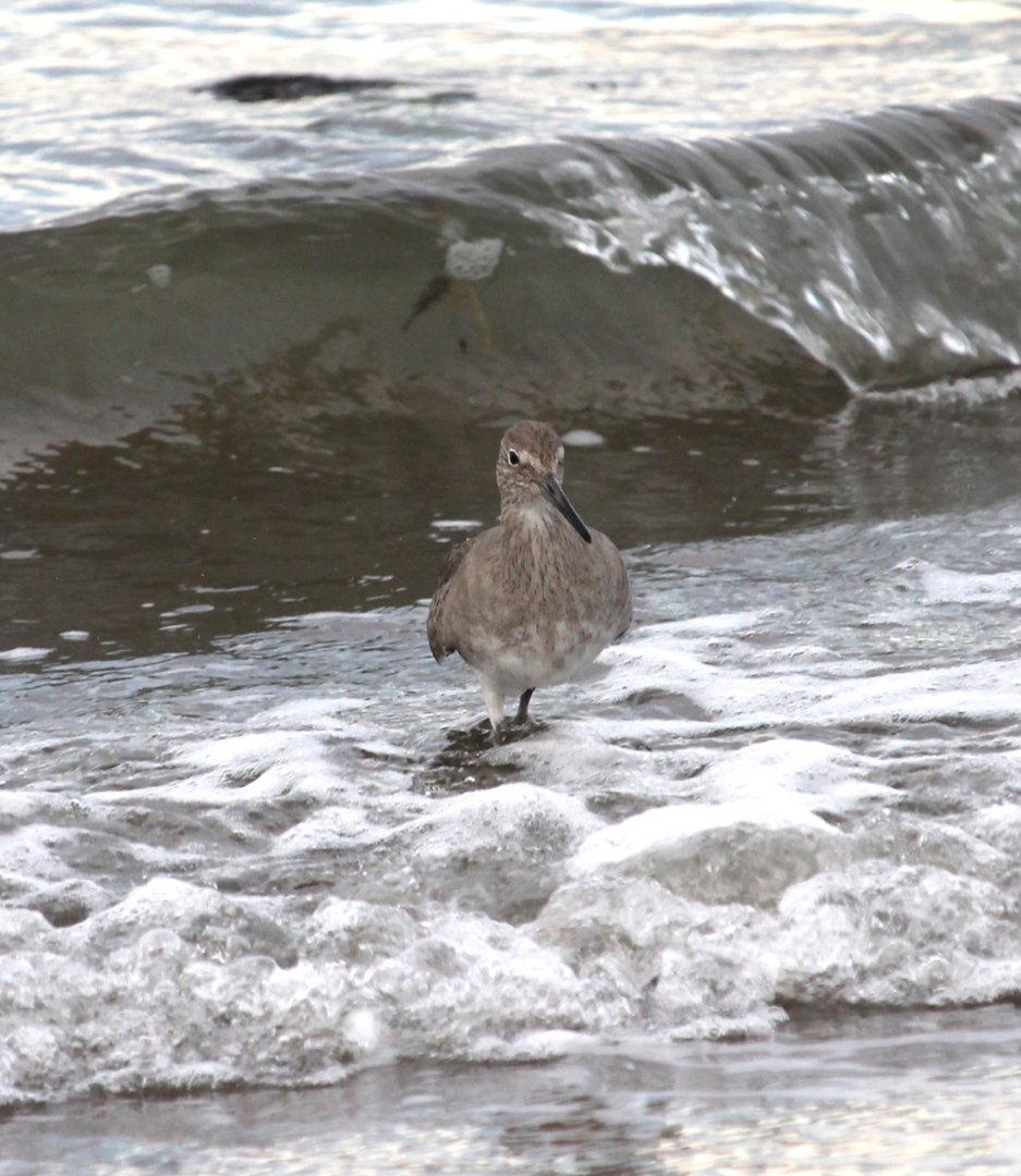Willet in the surf