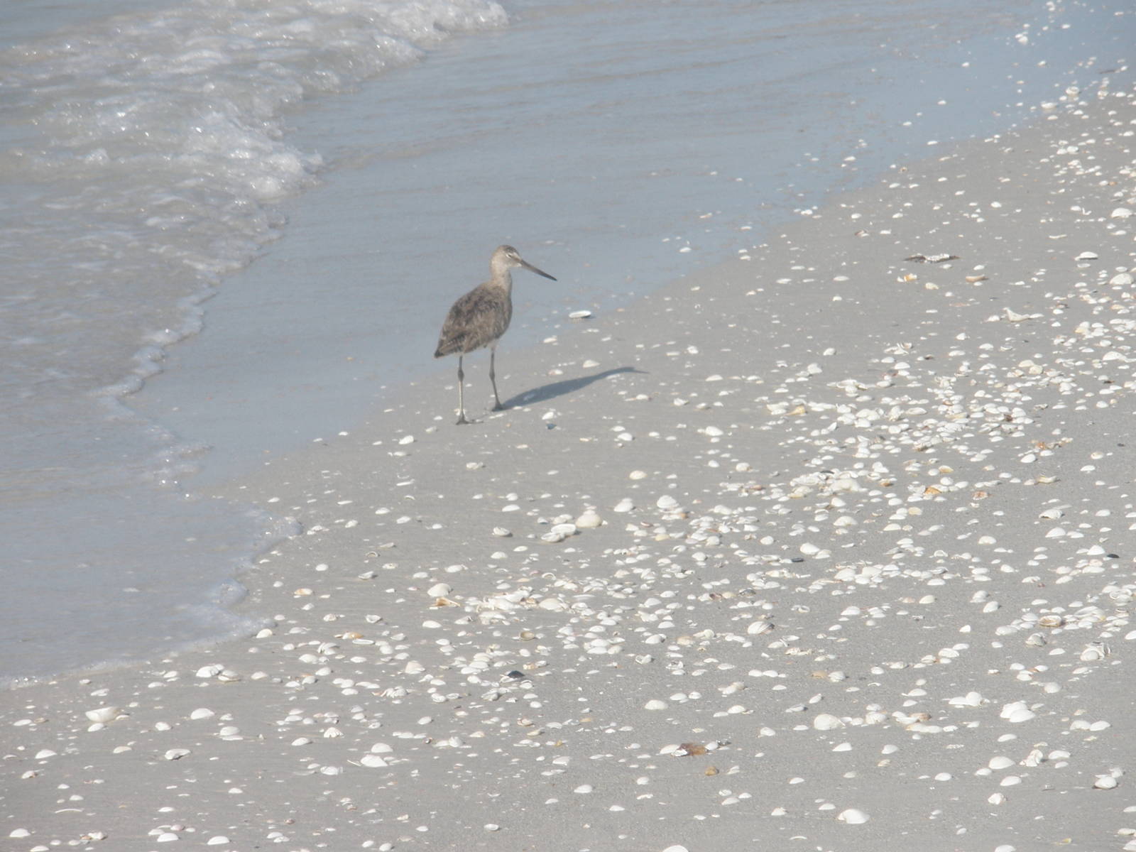 Willet, Sanibel Island FL 2012