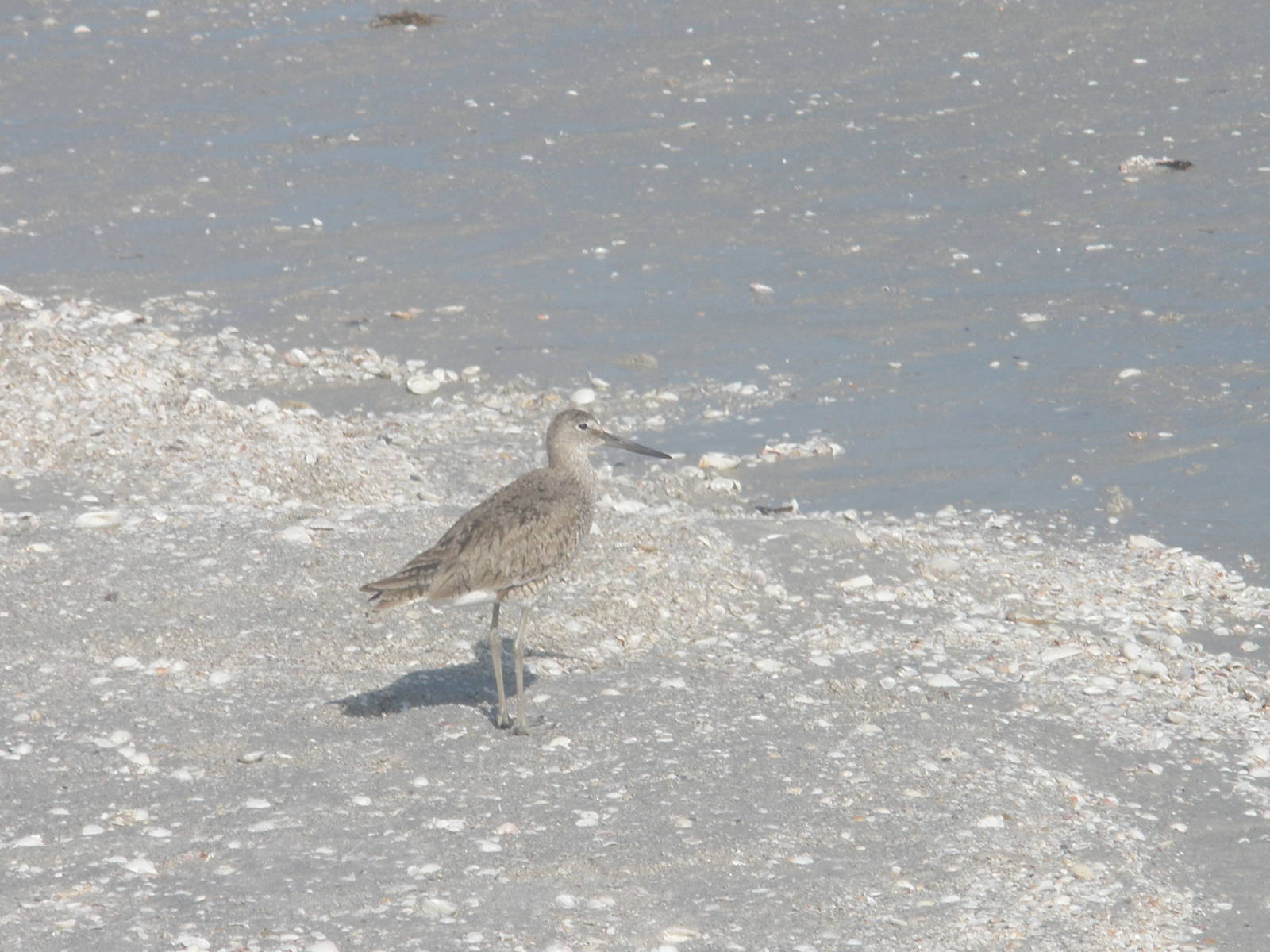 Willet, Sanibel Island FL 2012