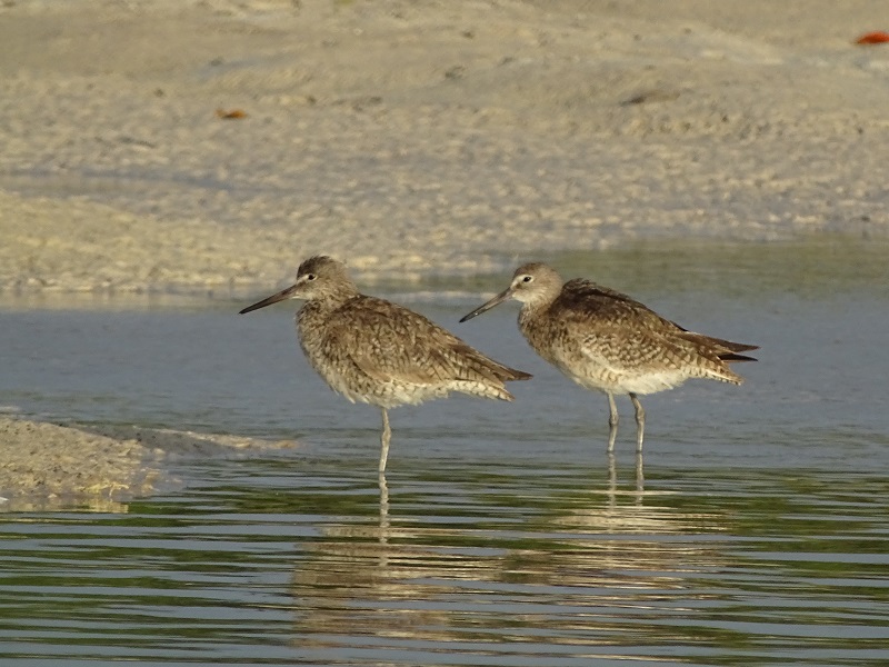 Willet (Tringa semipalmata)