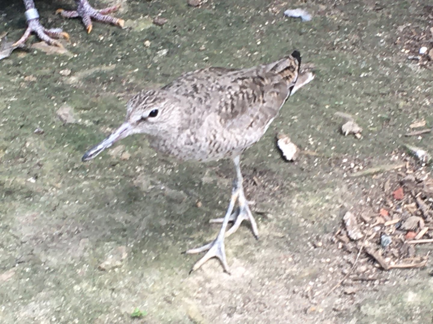 Willet (Tringa semipalmata)