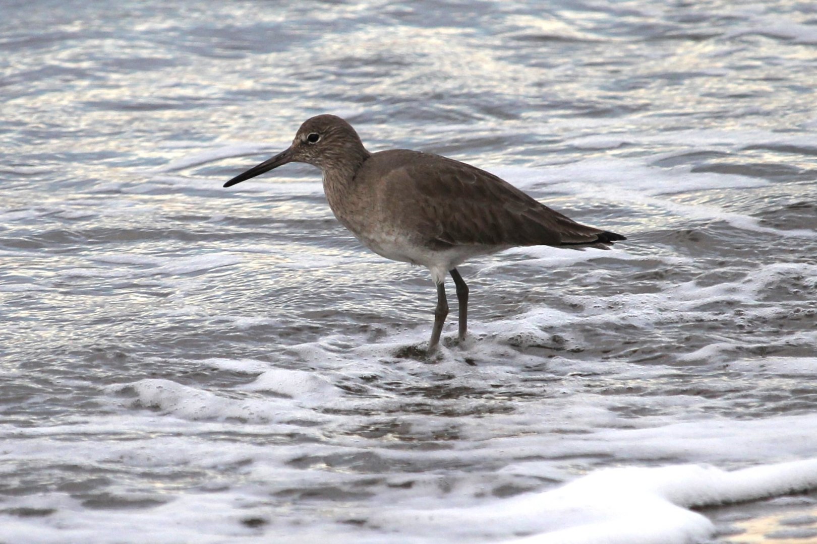 Willet (Tringa semipalmata)