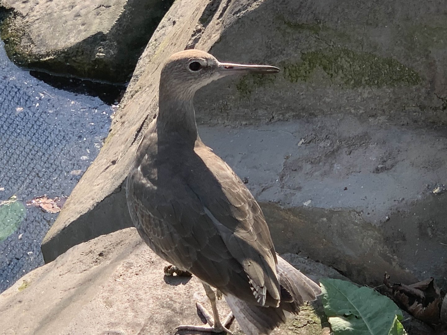 Willet (Tringa semipalmata)