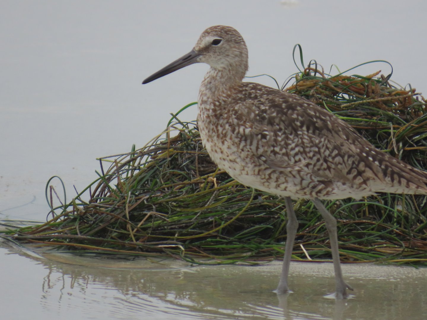Willet (Tringa semipalmata)