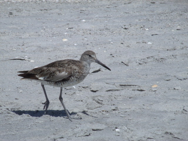 Willet