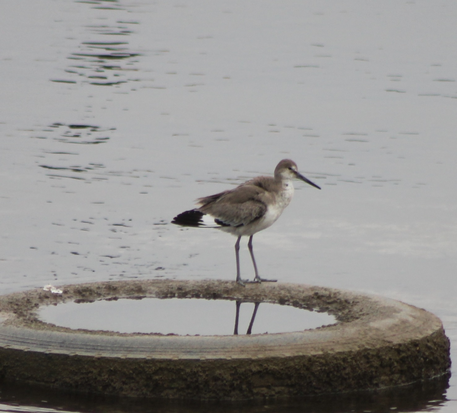 Willet