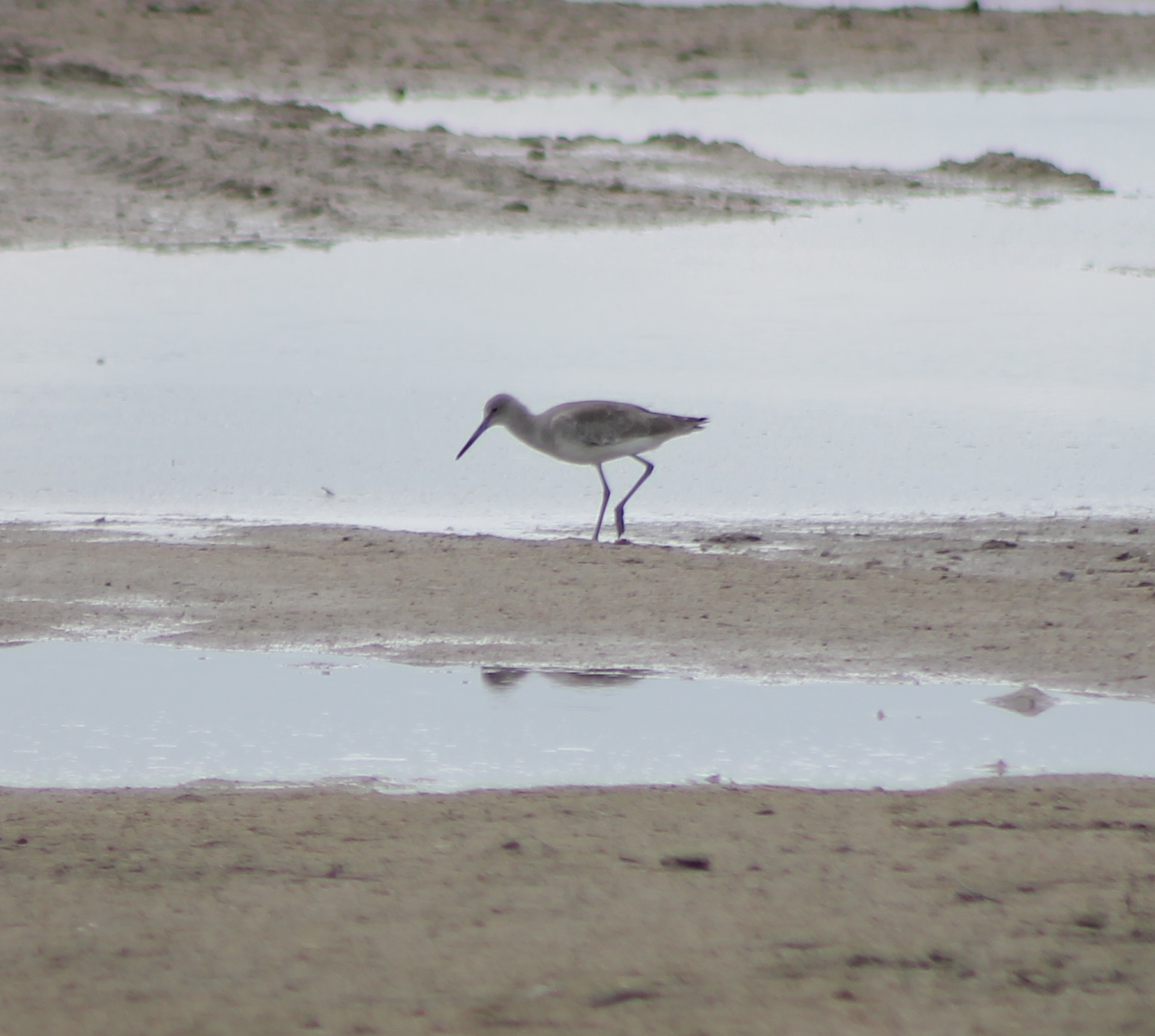Willet