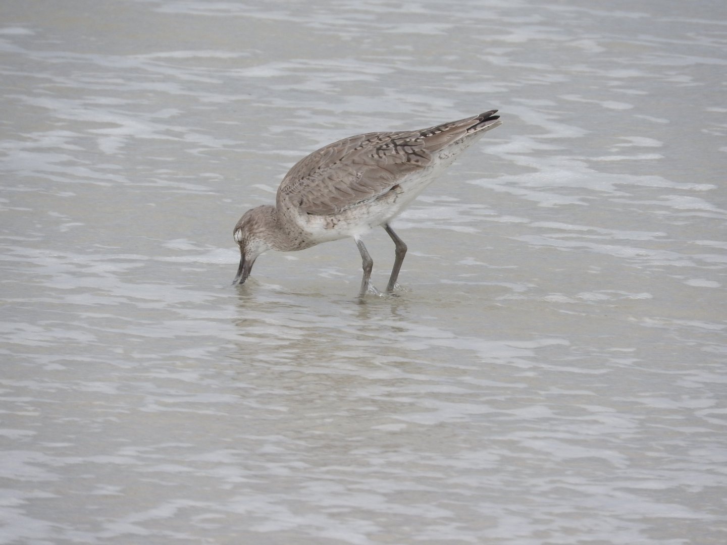 Willet