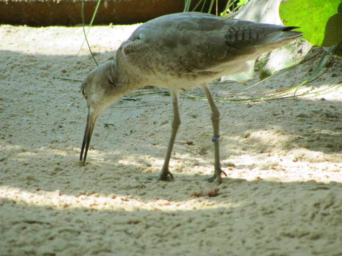 Willet