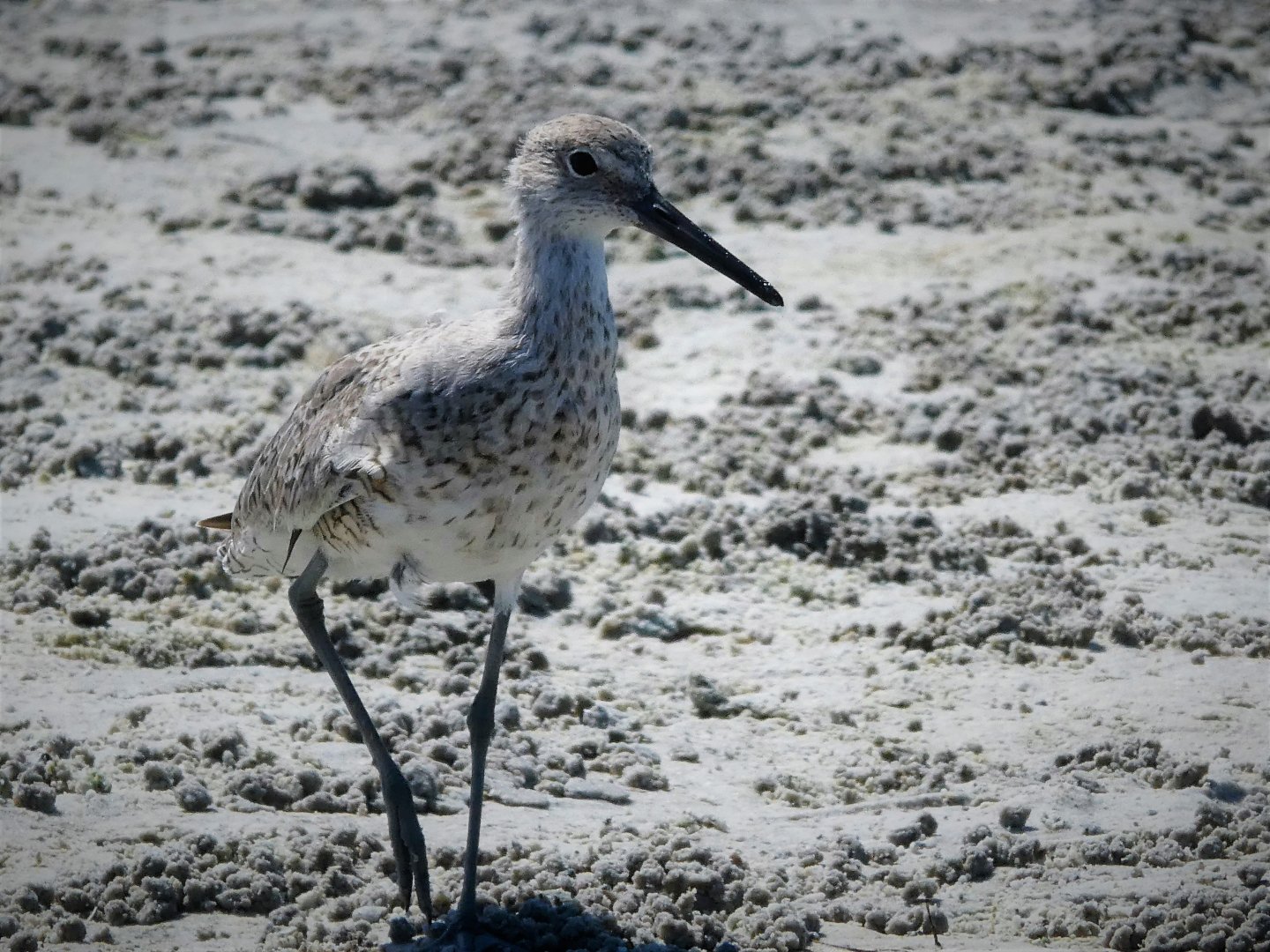 Willet
