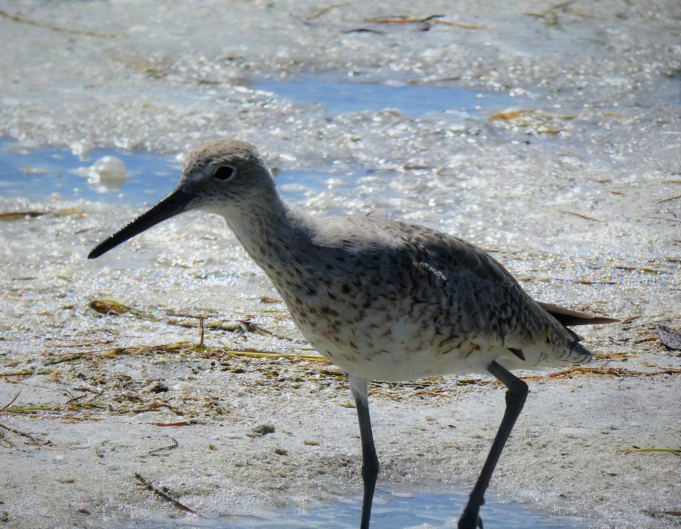 Willet