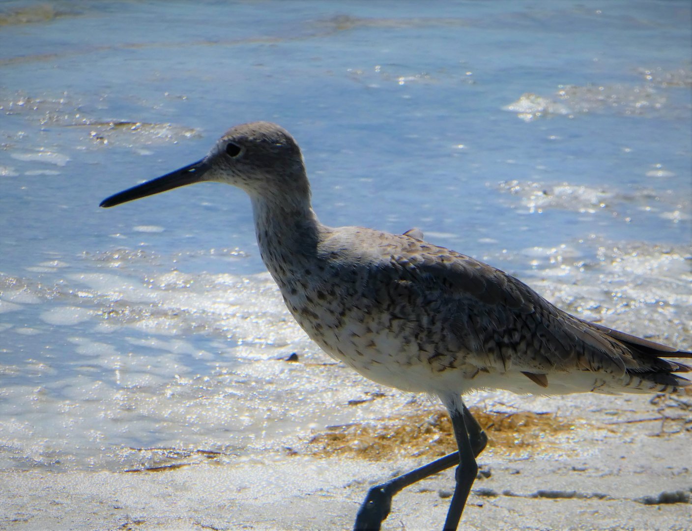 Willet