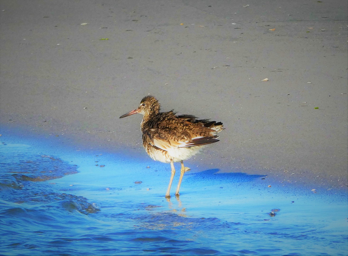 Willet