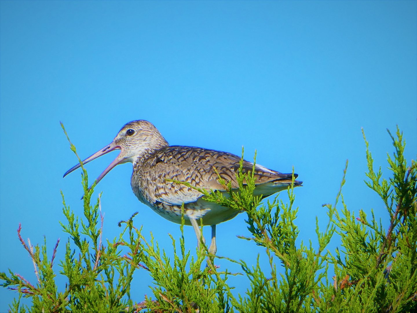 Willet