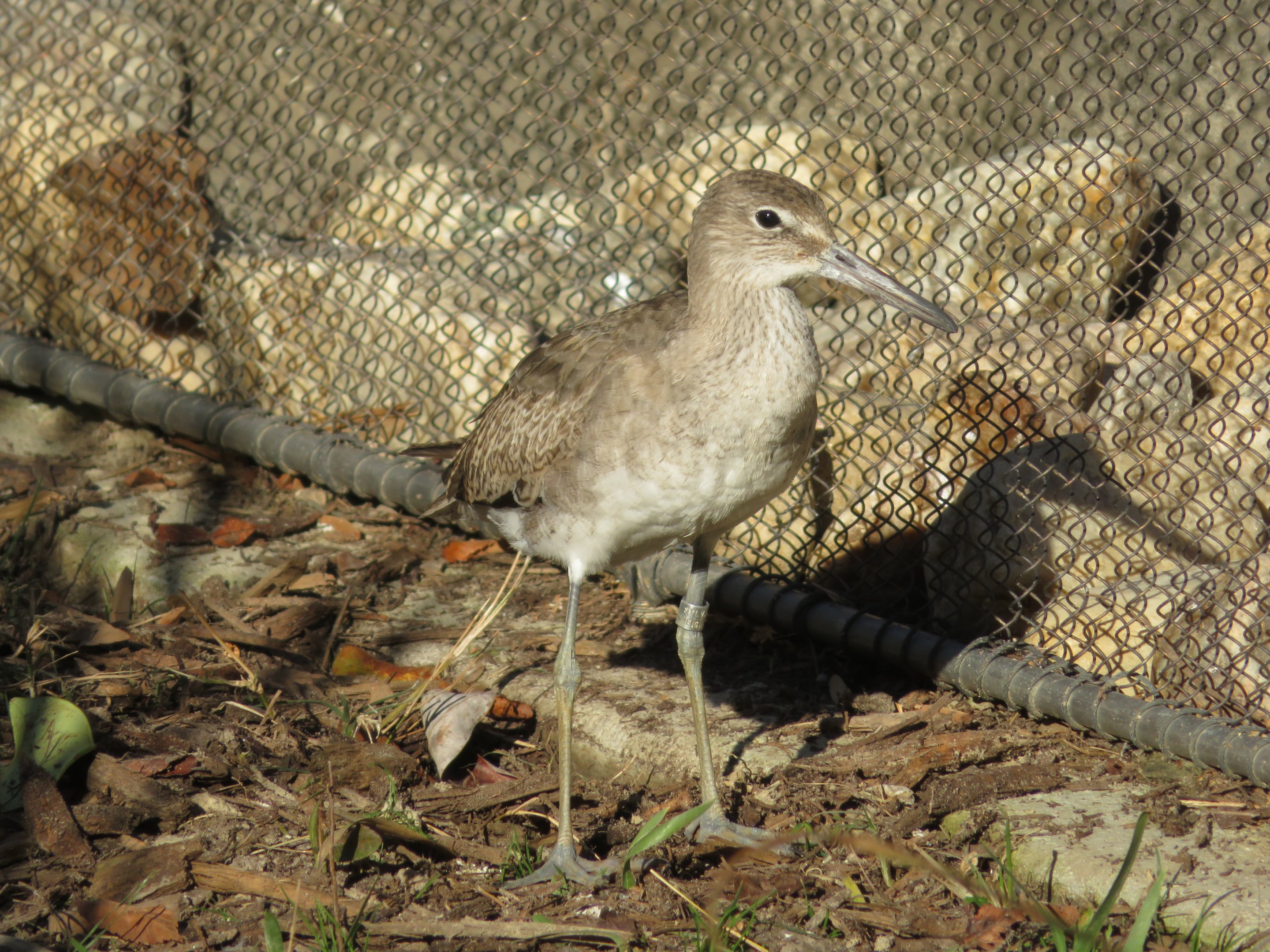 Willet