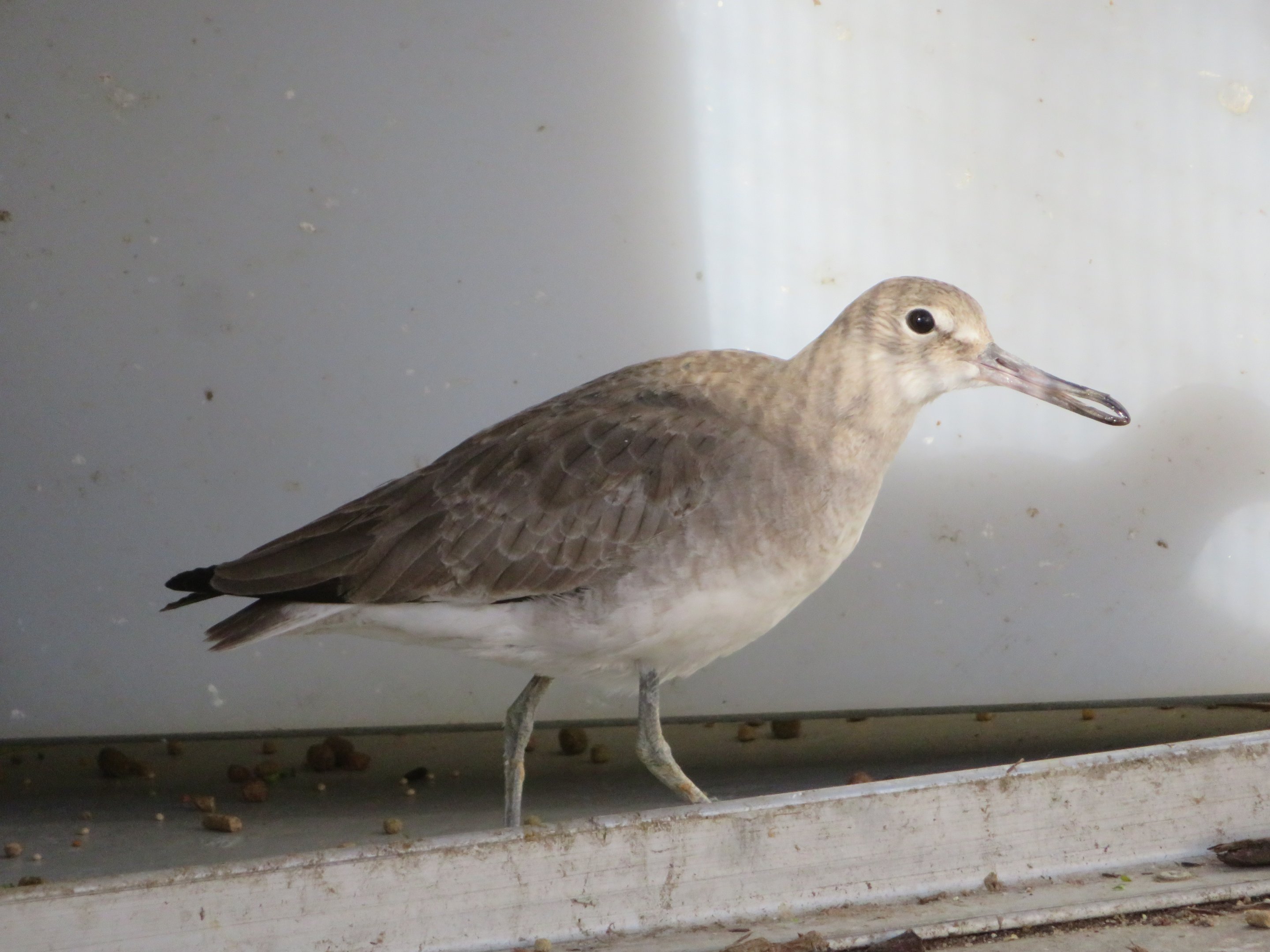 Willet