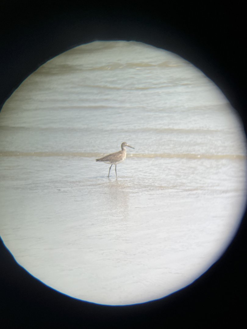 Willet