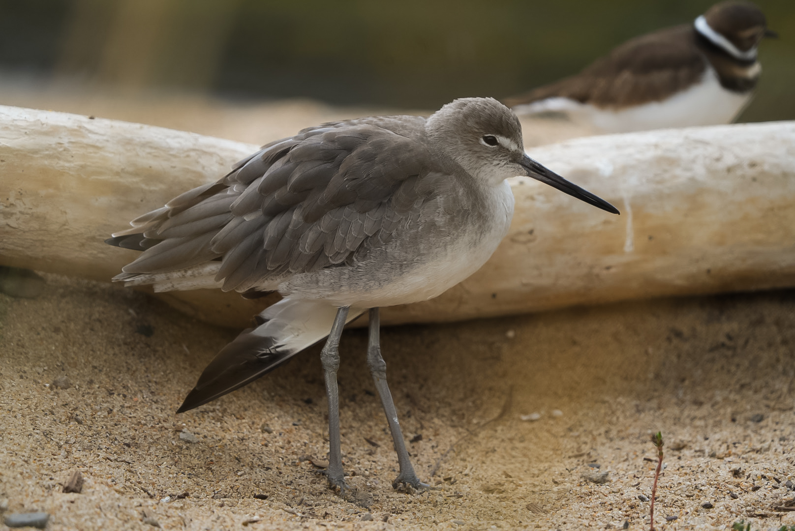 Willet