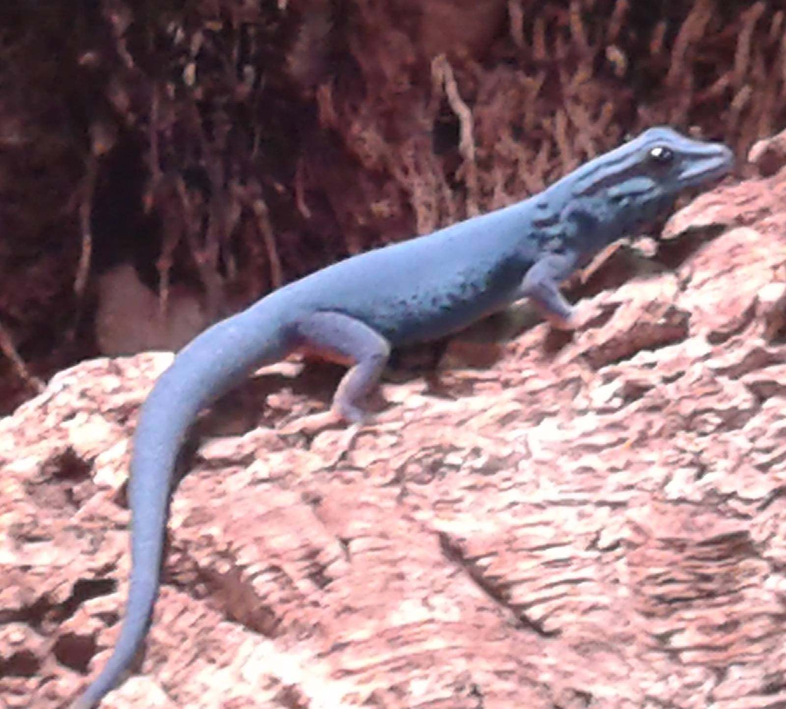 Williams blue gecko male