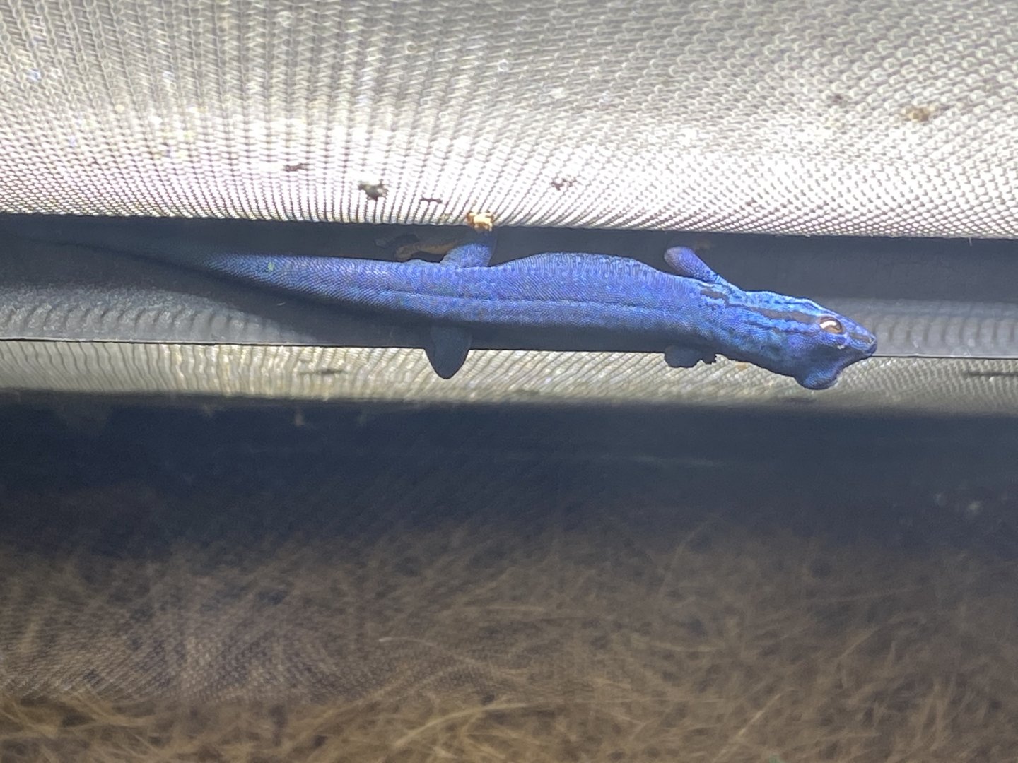 Williams dwarf blue gecko 050820