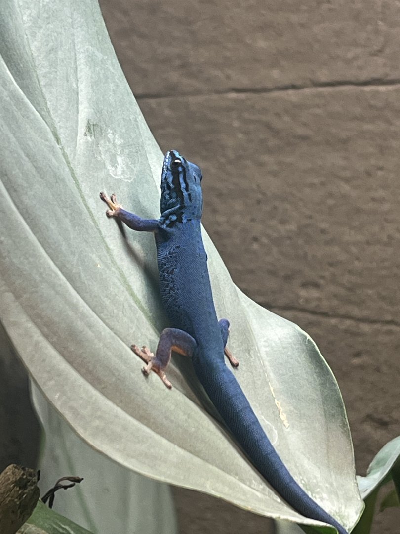 William's Dwarf Blue Gecko (Lygodactylus williamsi) (male)
