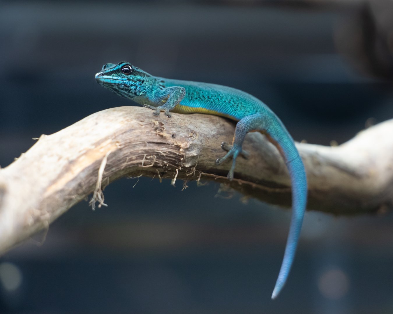 Williams' Dwarf Gecko / Hamerton / 13-11-19