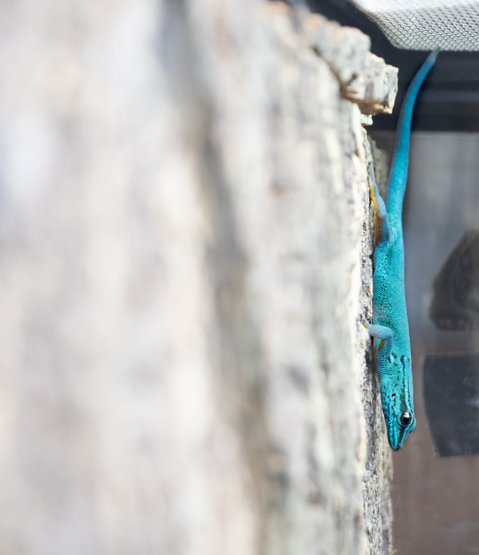 Williams Dwarf Gecko / Hamerton 29-10-19