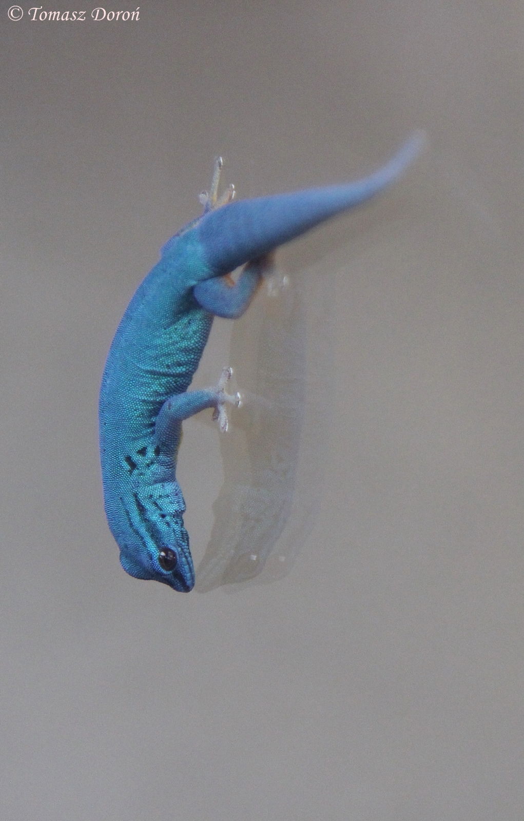 Williams' Dwarf Gecko (Lygodactylus williamsi) male