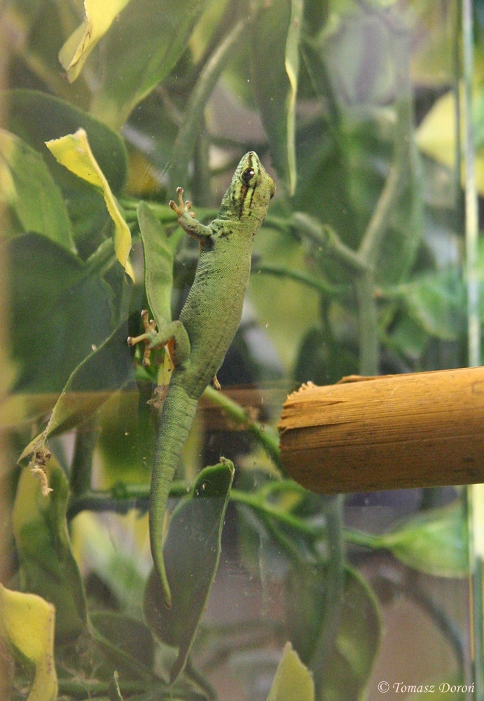 William's Dwarf Gecko (Lygodactylus williamsi)