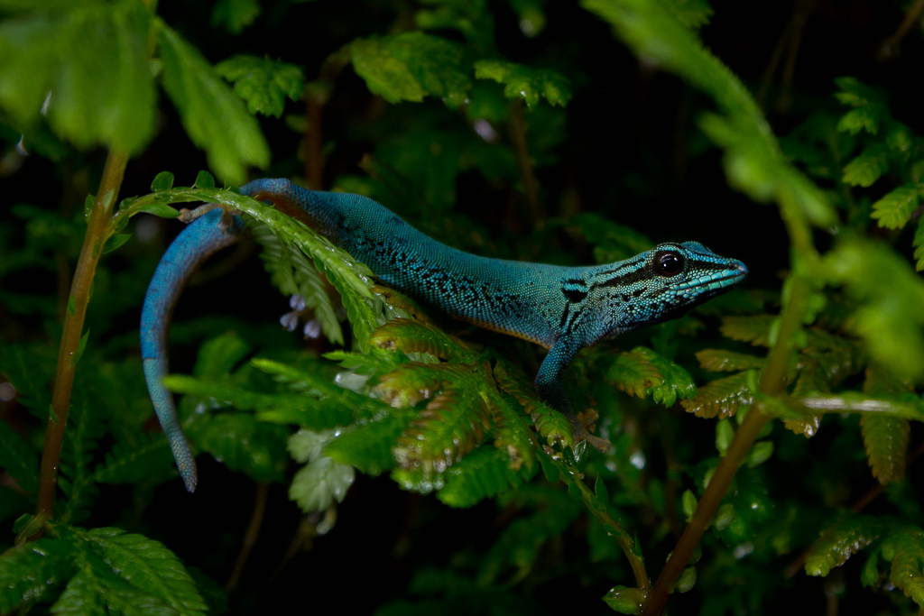 William's dwarf gecko - Lygodactylus williamsi